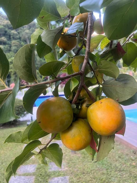Pousada Fazenda Jupter Teresópolis Exteriör bild